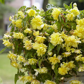 Hänge-Begonie gelb (x5) - Begonia pendula Yellow - Willemse