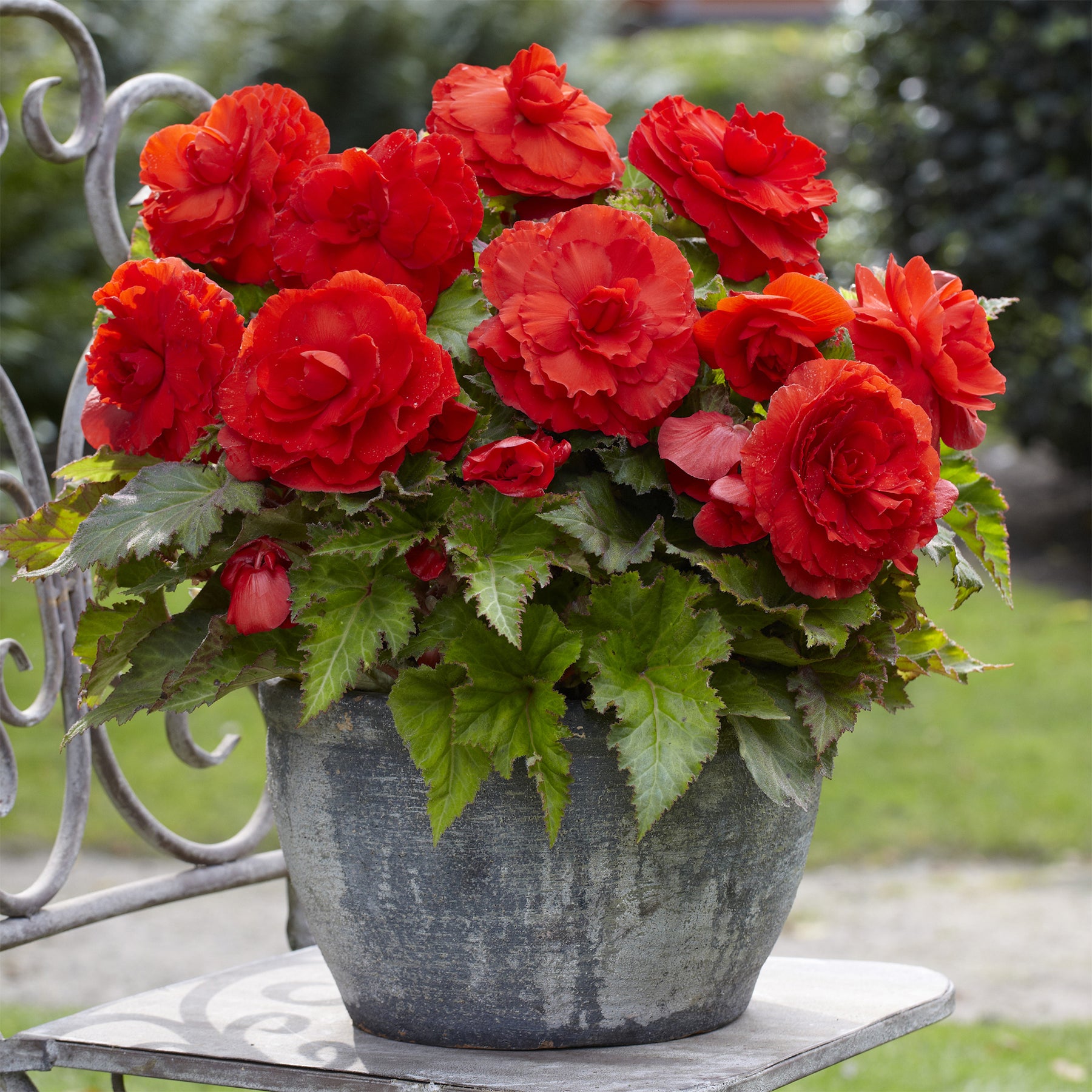 Gefüllte Begonie rot (x5) - Begonia superba Red - Willemse