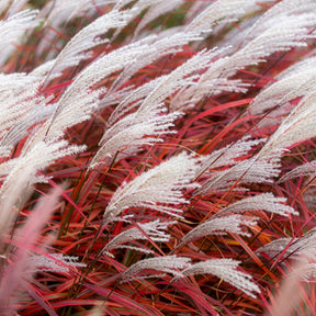 Miscanthus - Chinaschilf Lady in Red - Miscanthus sinensis Lady in Red
