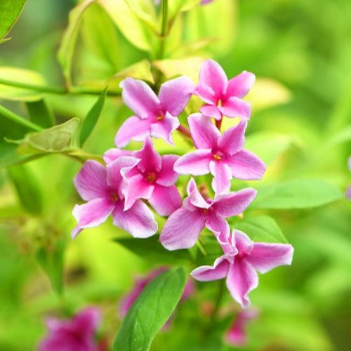 Jasminum x stephanense Starry Summer Scent - Duftjasmin 'Starry Summer Scent' - Sternjasmin - Trachelospermum