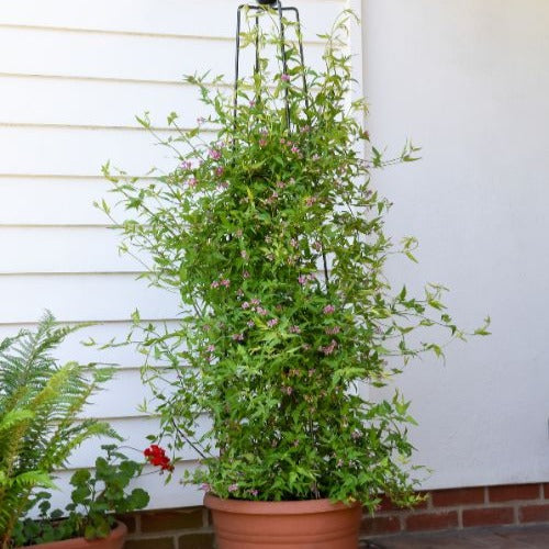 Duftjasmin 'Starry Summer Scent' - Willemse