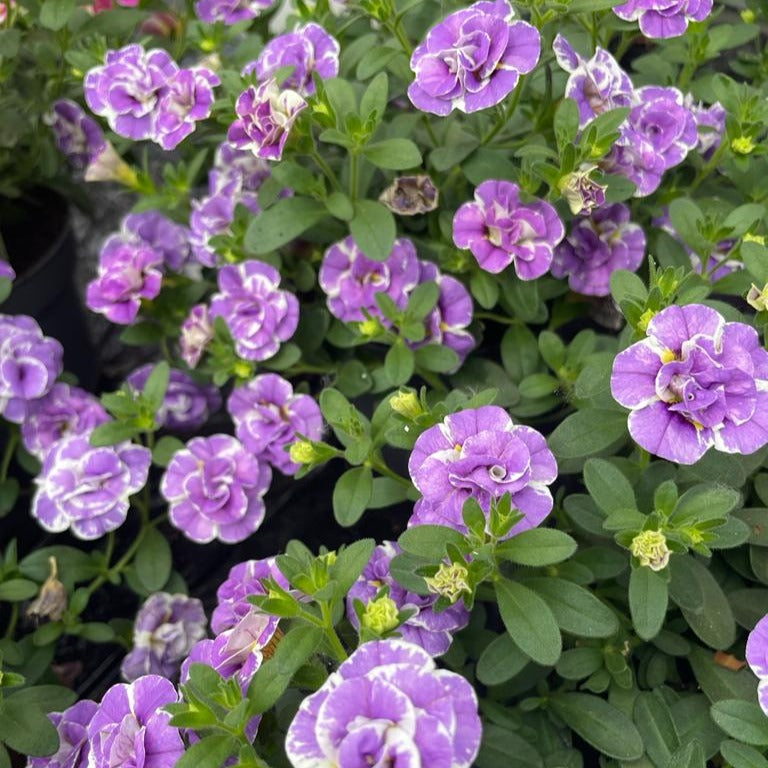 Zauberglöckchen ‘Double Loopy Lavender’ (x3) - Willemse