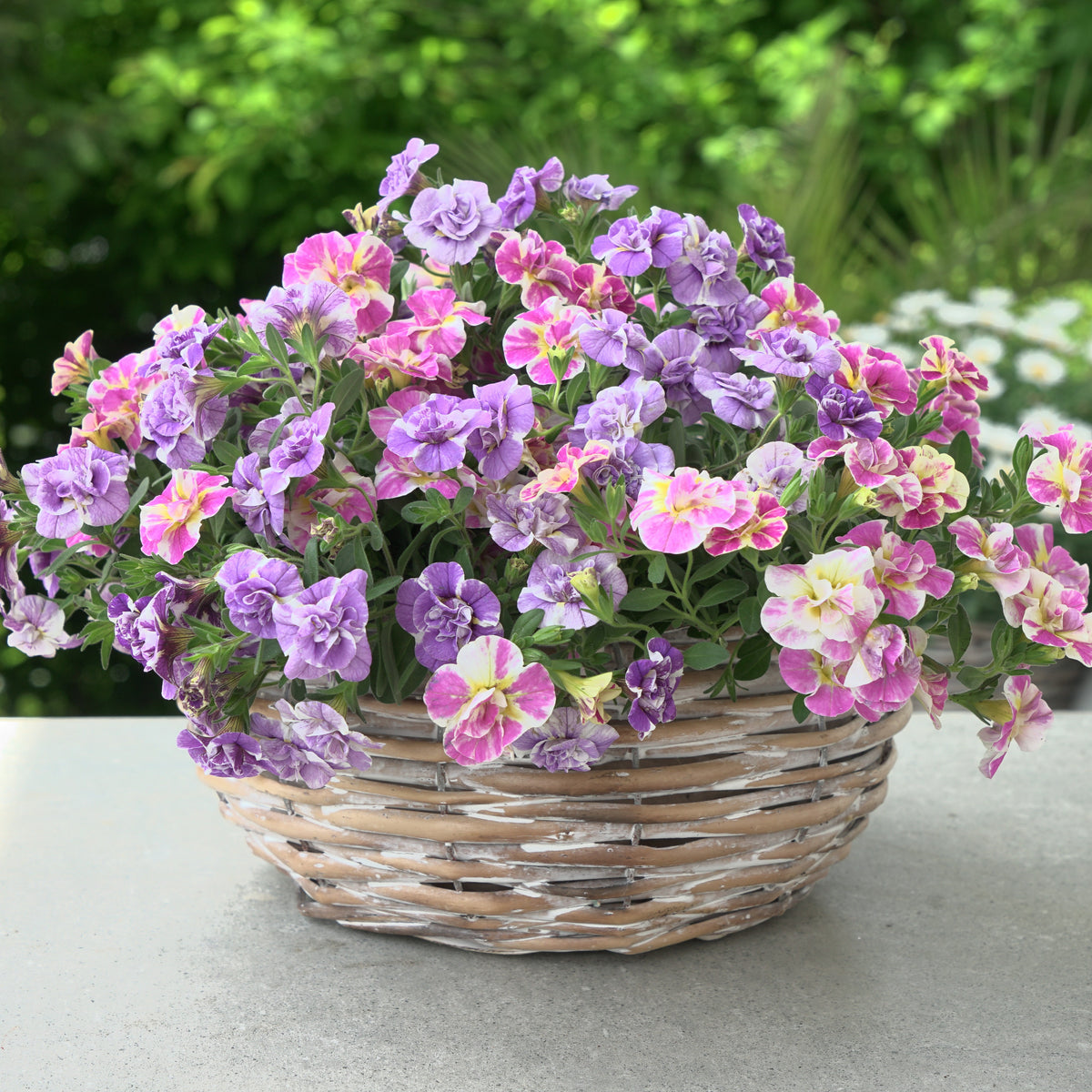 Zauberglöckchen Kollektion ‘Double Loopy’ (x6) - Calibrachoa Double Loopy Lavender + Pink - Willemse