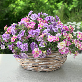Zauberglöckchen Kollektion ‘Double Loopy’ (x6) - Calibrachoa Double Loopy Lavender + Pink - Willemse