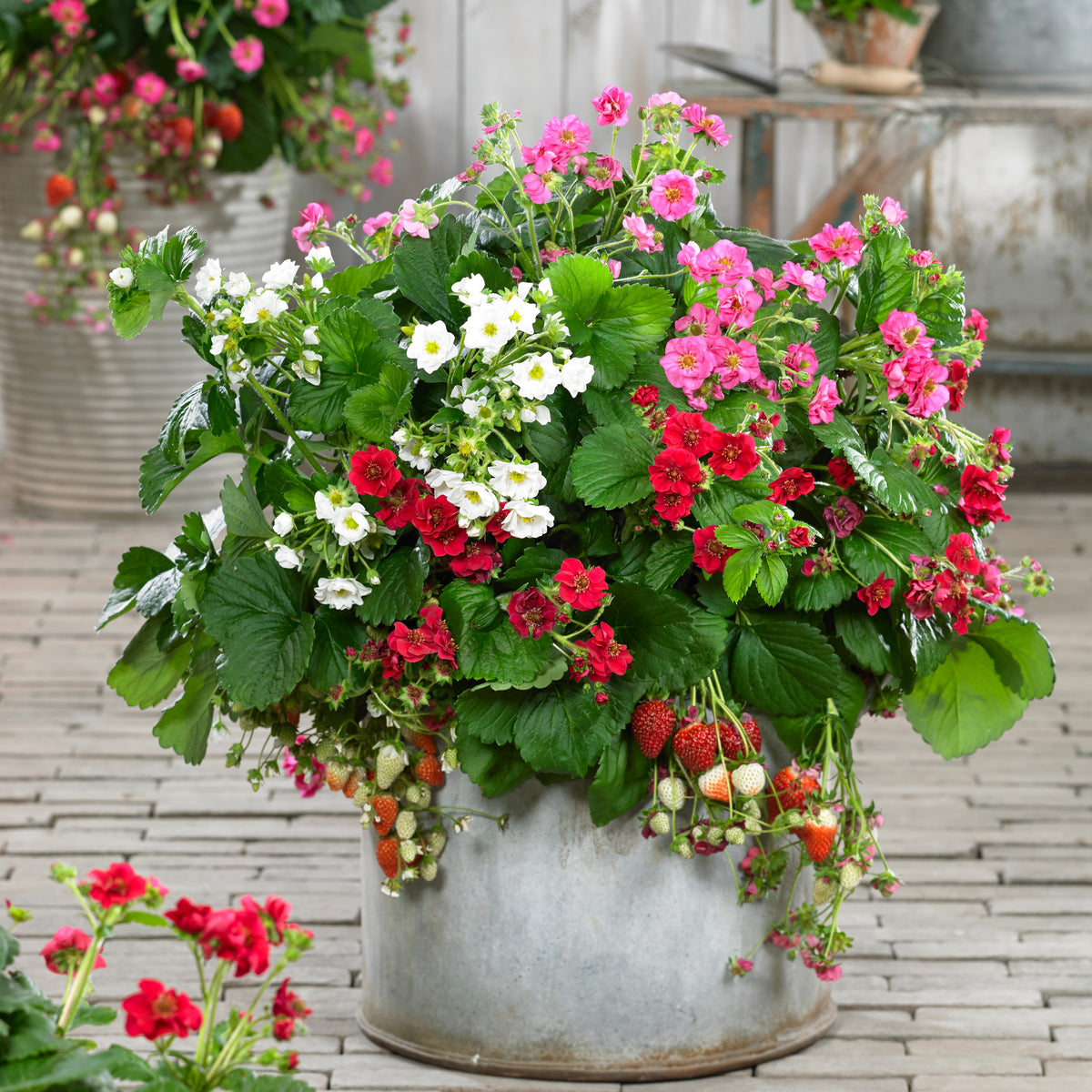 Erdbeeren ‘Summer Breeze’ Mischung (x3) - Willemse