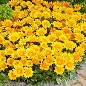 Blumen für Terrasse und Balkon - Gazania Suncarpet® - Gazania Suncarpet®
