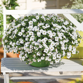 Zauberglöckchen weiß - Calibrachoa hybride white - Willemse