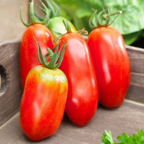 Tomate San Marzano 3 - Willemse