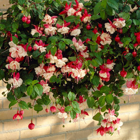 Hängende Fuchsien Mischung (Bicentennial, Blue Angel, Swingtime) (x6)