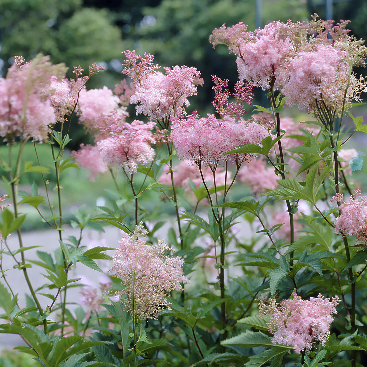 Purpur-Mädesüß ‘Elegans’ - Filipendula purpurea Elegans - Willemse