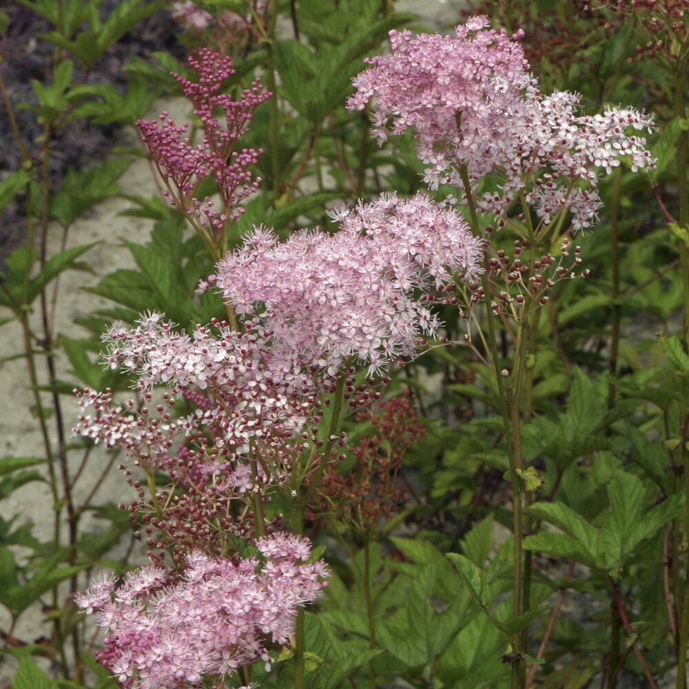 Purpur-Mädesüß ‘Elegans’ - Willemse