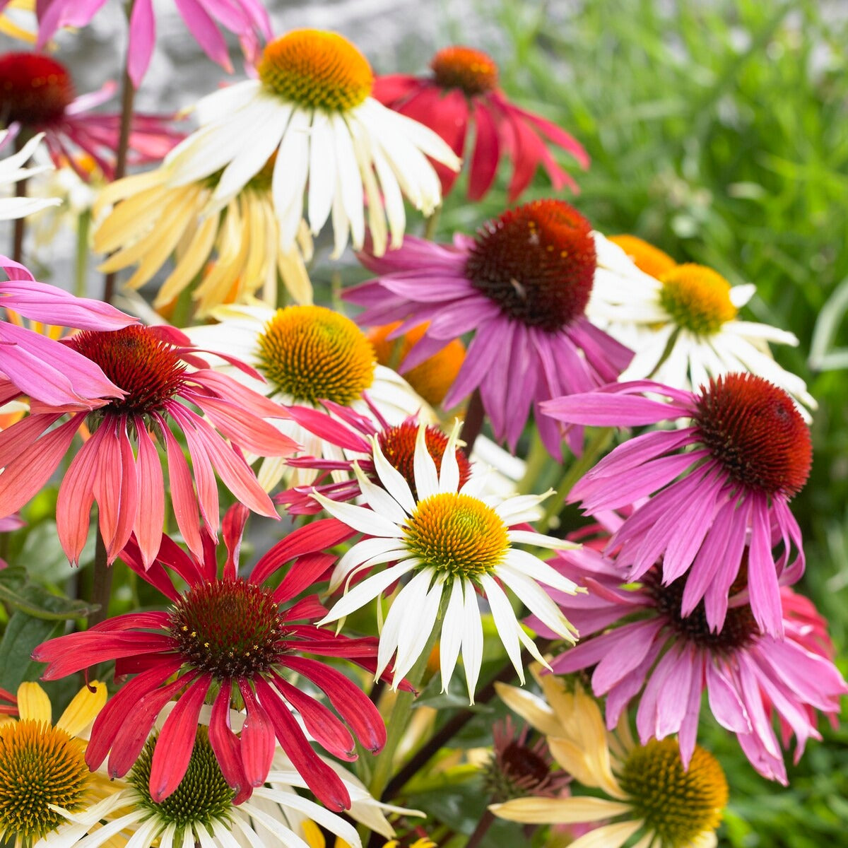 Sonnenhut Butterfly Mischung (x5) - Echinacea butterfly