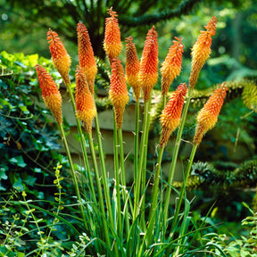 Fackellilie (x5) - Kniphofia uvaria - Willemse