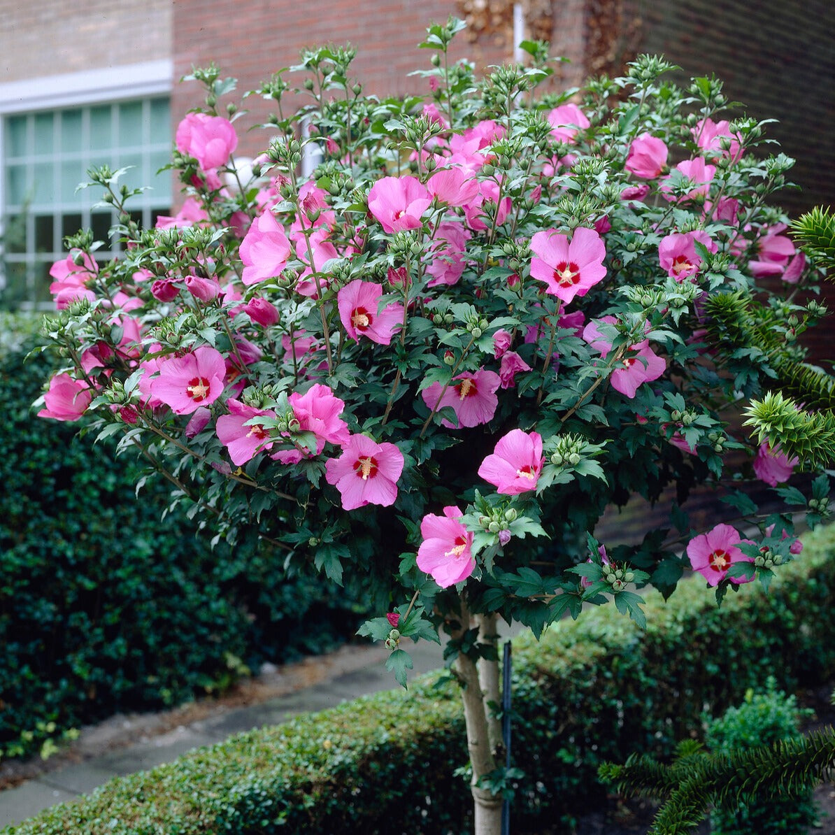 Hibiskus-Stämmchen - Willemse
