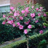 Hibiskus-Stämmchen - Willemse