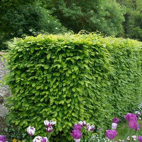 Hainbuche (x10) - Carpinus betulus - Willemse