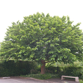 Morus alba Macrophylla - Großblättrige Maulbeere - 