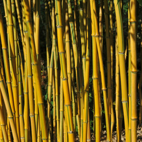 Bambus ‘Aureosulcata Spectabilis’ - Phyllostachys aureosulcata spectabilis - Willemse