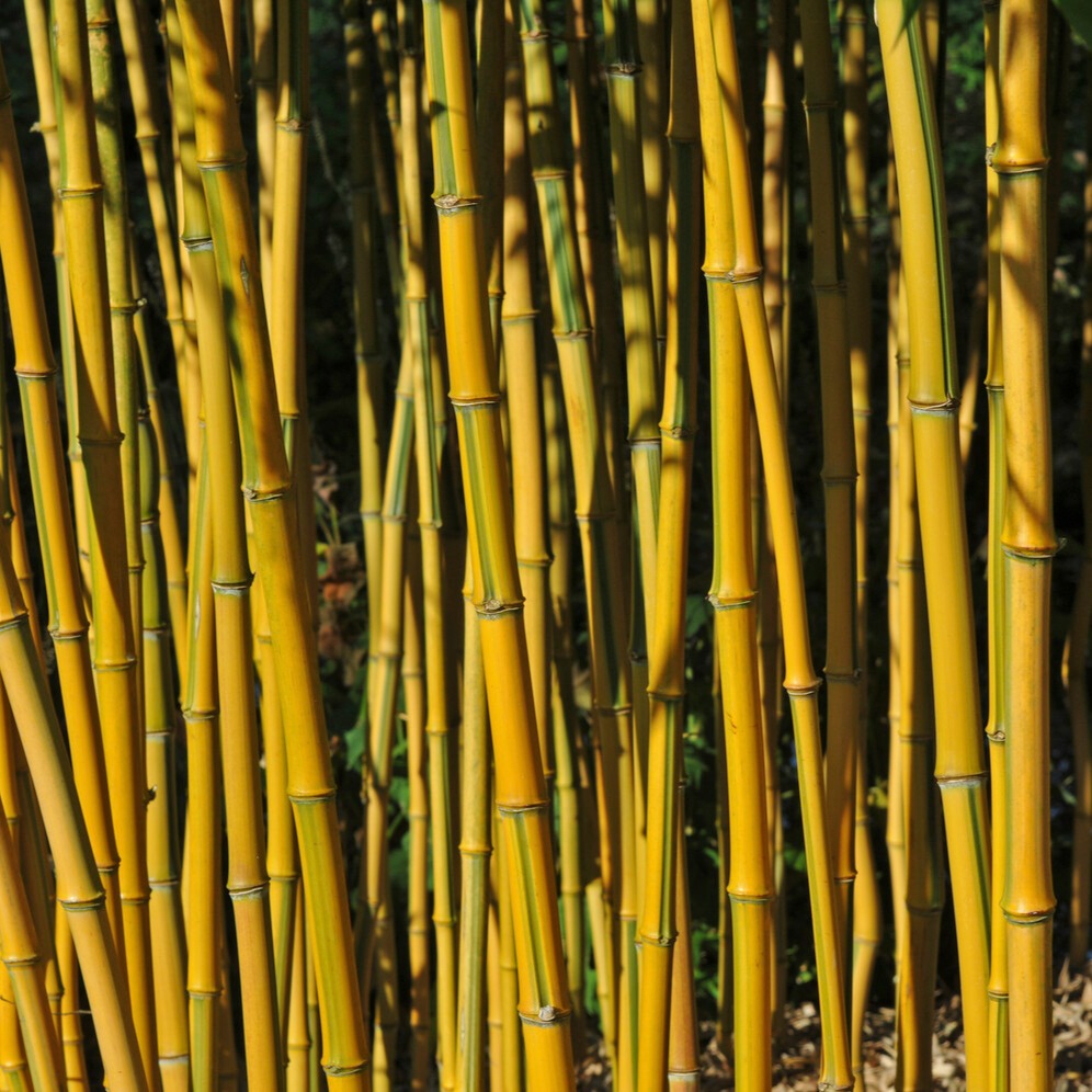 Bambus ‘Aureosulcata Spectabilis’ - Phyllostachys aureosulcata spectabilis - Willemse