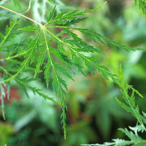 Fächerahorn 'Emerald Lace' - Acer palmatum emerald lace - Willemse