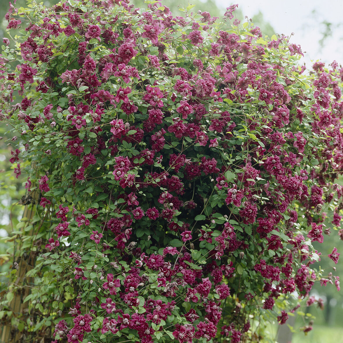Verkauf Waldrebe Purpurea plena elegans - Clematis viticella Purpurea Plena Elegans