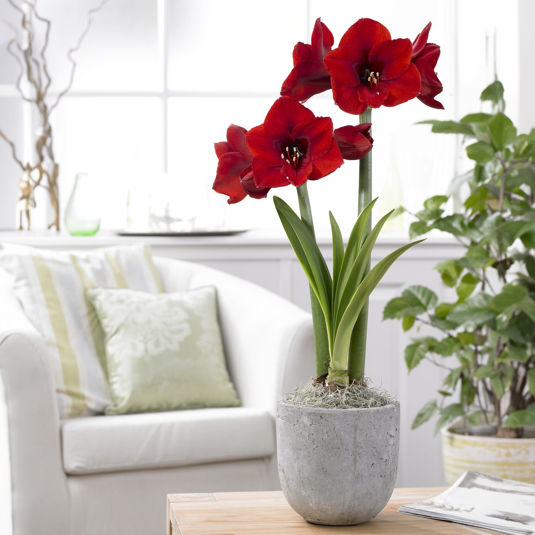 Amaryllis-Zwiebeln - Ritterstern ‘Red Lion’ - Amaryllis red lion