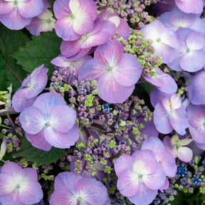 Bauernhortensie Blueberry Cheesecake - Hydrangea macrophylla Blueberry Cheesecake - Willemse