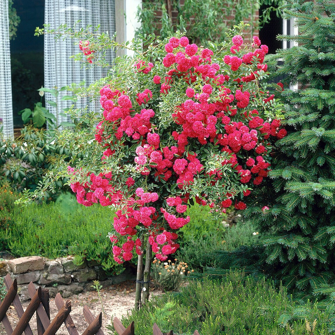 Stammrose Excelsa - Willemse