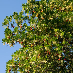 Erdbeerbaum - Willemse