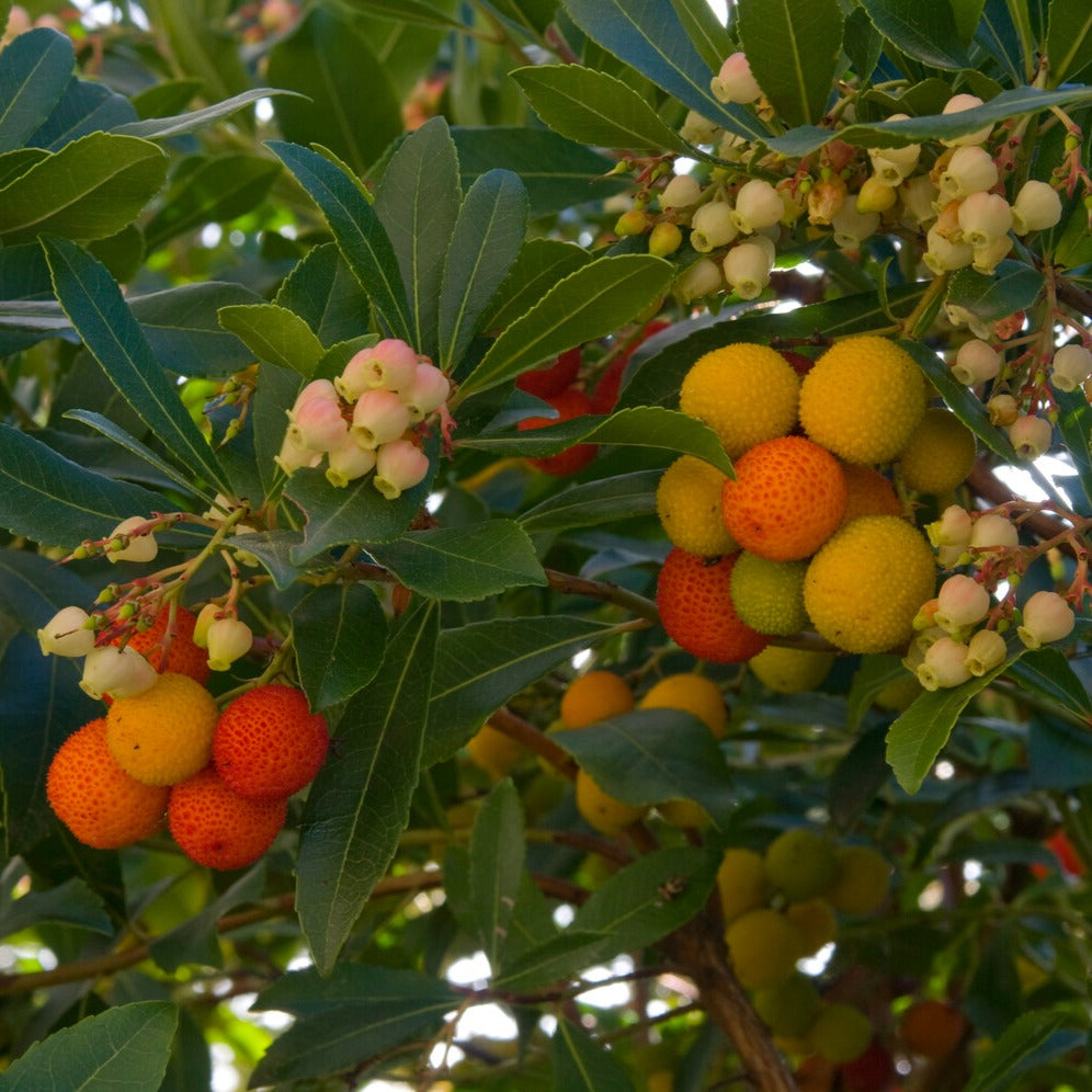 Erdbeerbaum - Arbutus unedo - Willemse