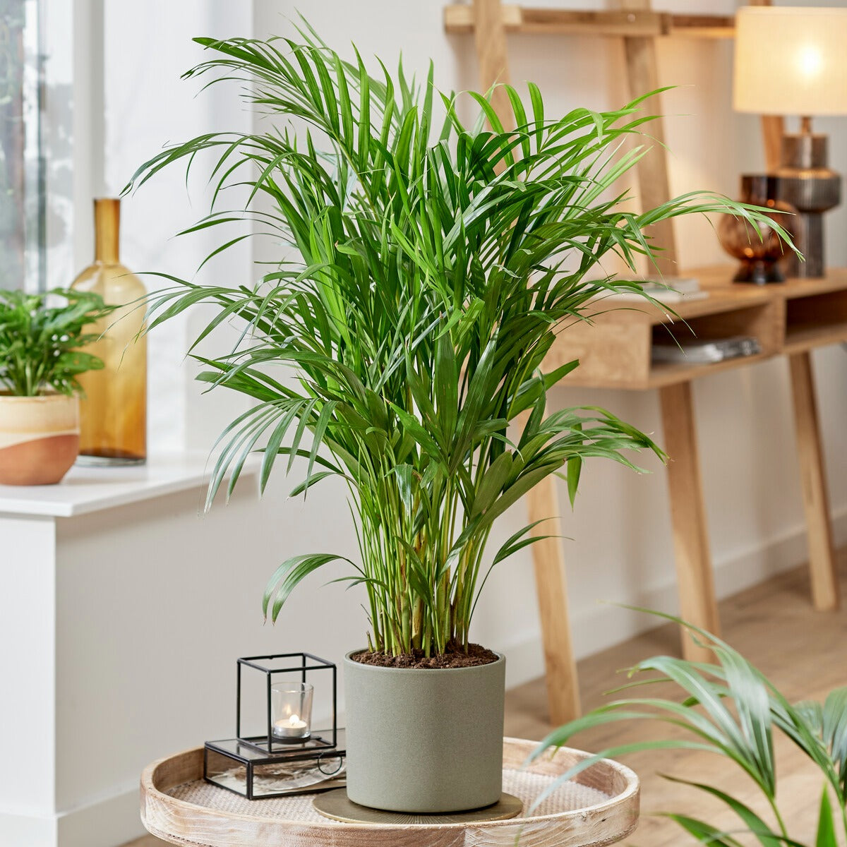 Goldfruchtpalme - Dypsis lutescens - Willemse