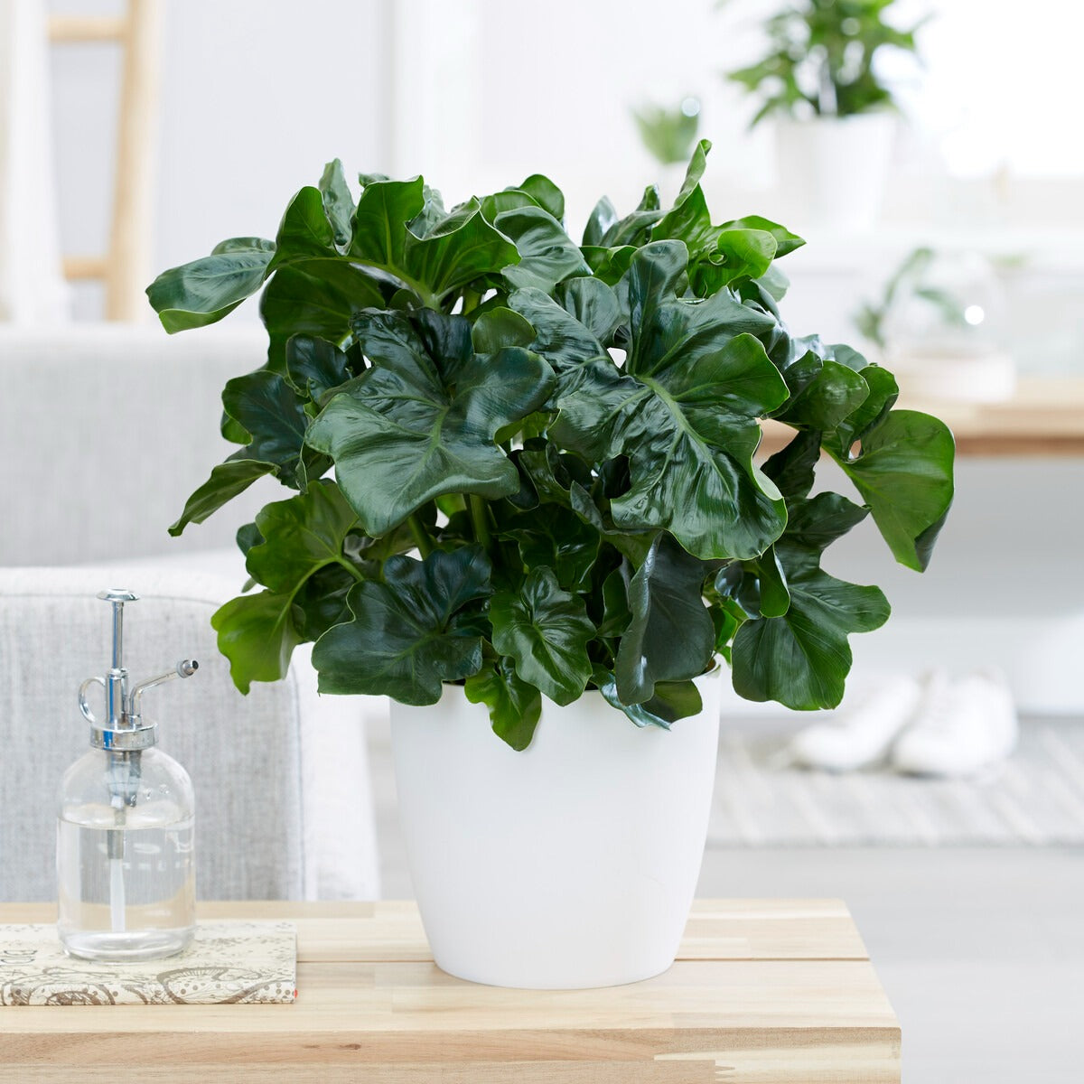 Philodendron Monstera Atom - Philodendron Monstera Atom - Willemse