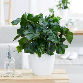 Philodendron Monstera Atom - Philodendron Monstera Atom - Willemse