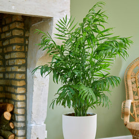Chamaedorea elegans - Bergpalme - Zimmerpalmen
