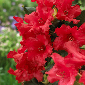 Rhododendron - Zwerg Alpenrose Baden-Baden - Rhododendron Baden Baden