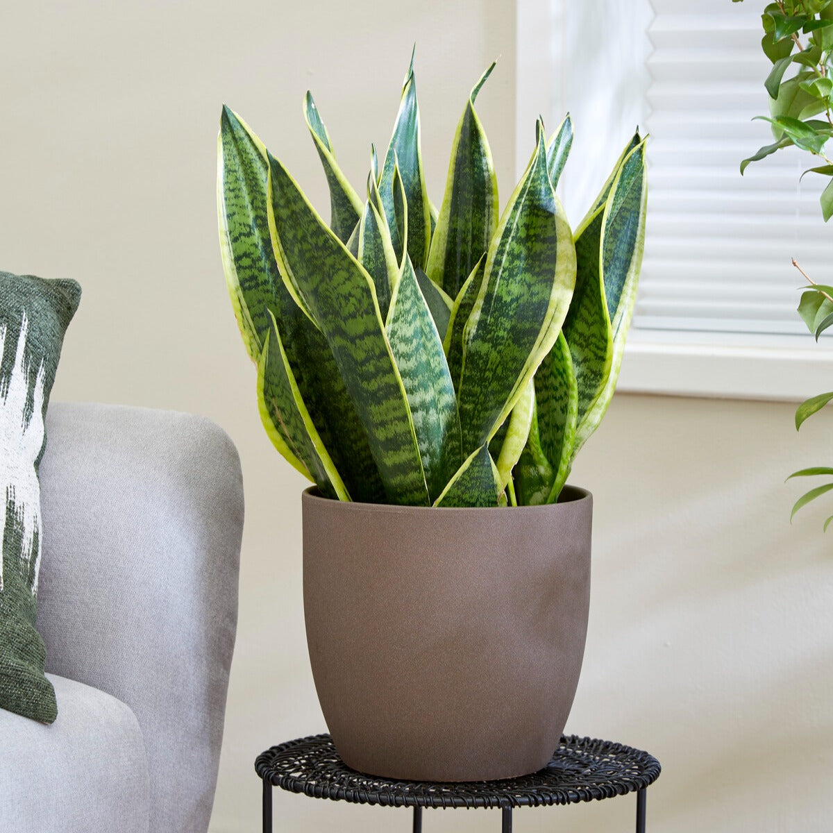 Bogenhanf Sansevieria - Willemse