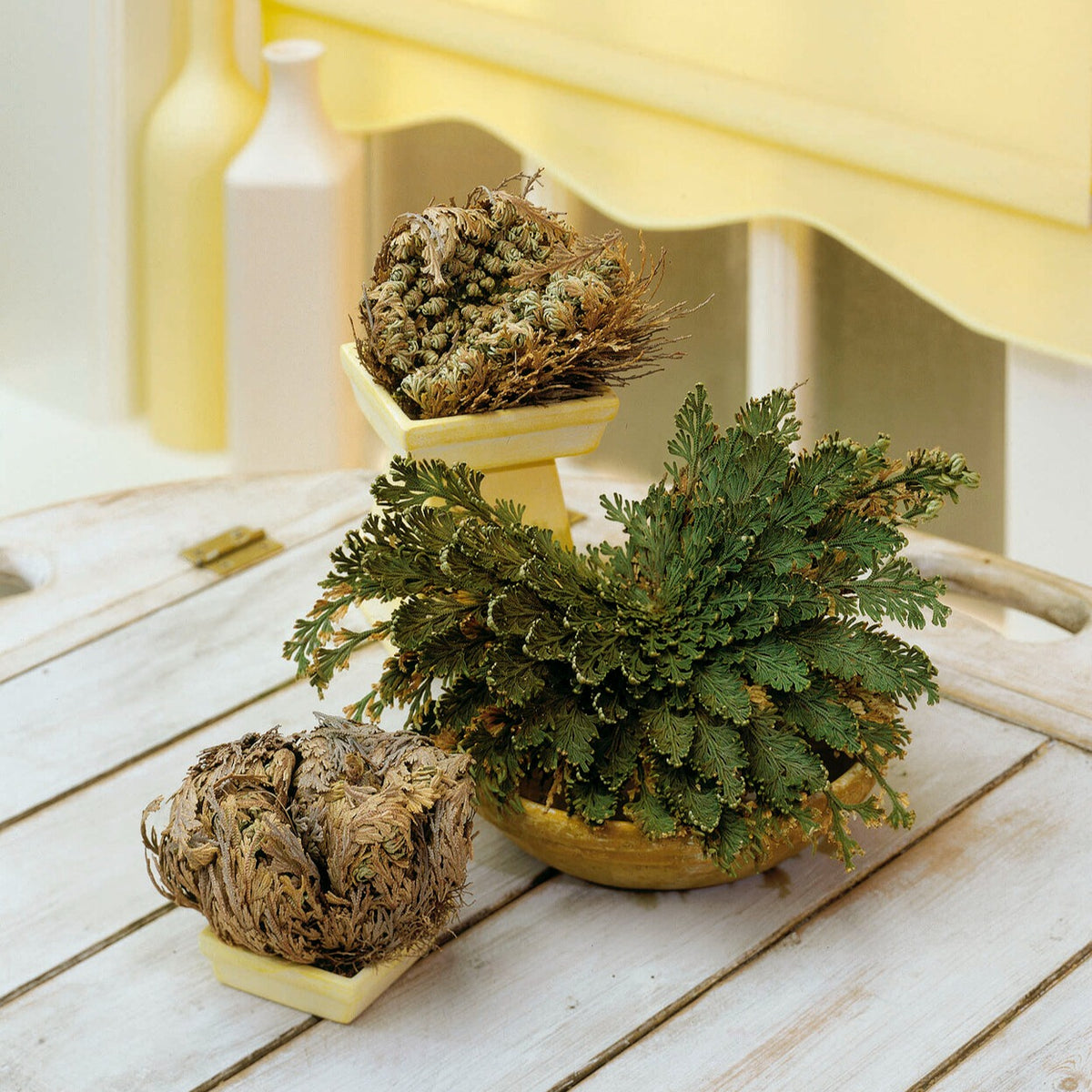 Echte Jerichorose - Selaginella lepidophylla - Willemse