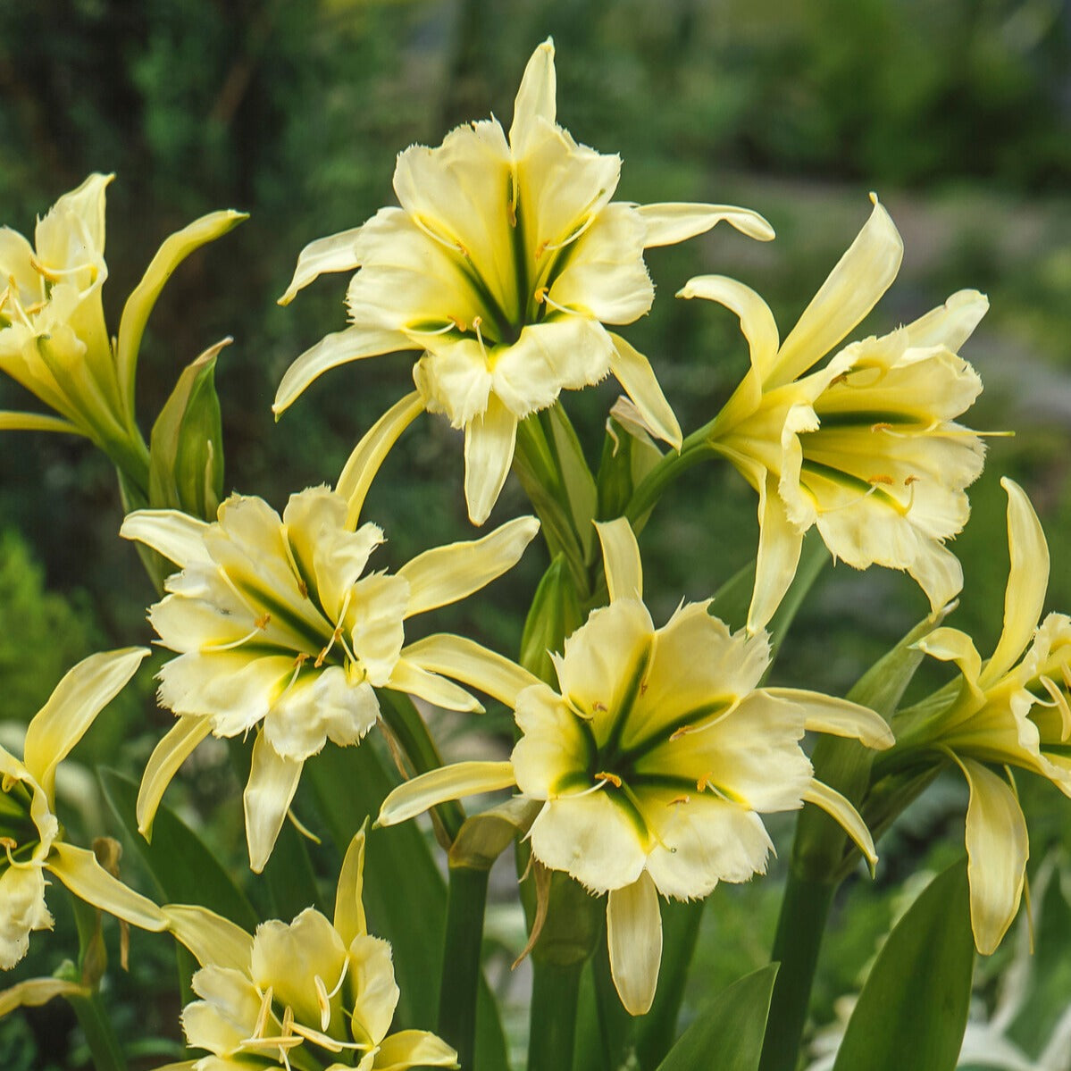 Ismene 'Sulphur Queen' (x2) - Hymenocallis festalis sulphur queen - Willemse