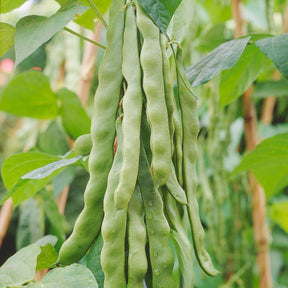 Stangenbohne ‘Helda’ - Phaseolus coccineus helda - Willemse