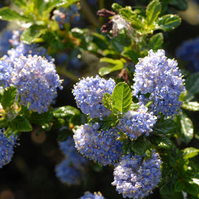 Säckelblume Blue Mound - Willemse