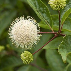 Cephalanthus auf einem Stamm - Cephalanthus occidentalis - Willemse