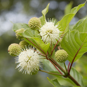 Cephalanthus occidentalis - Cephalanthus auf einem Stamm - Blühende Sträucher