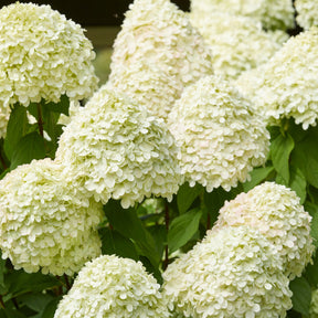 Rispenhortensie 'Limelight'