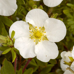 Fingerstrauch Abbotswood - Potentilla fruticosa Abbotswood - Willemse