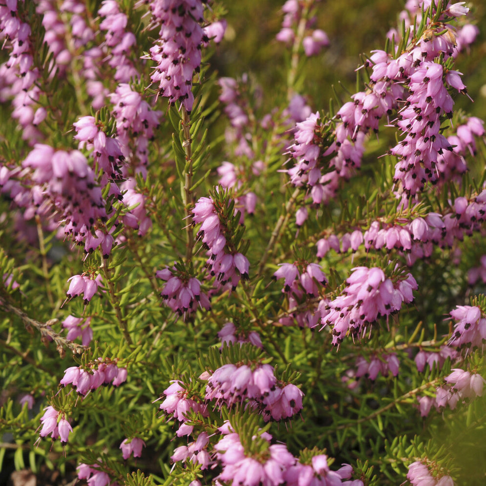 Winterheide 'Darley Dale' - Willemse
