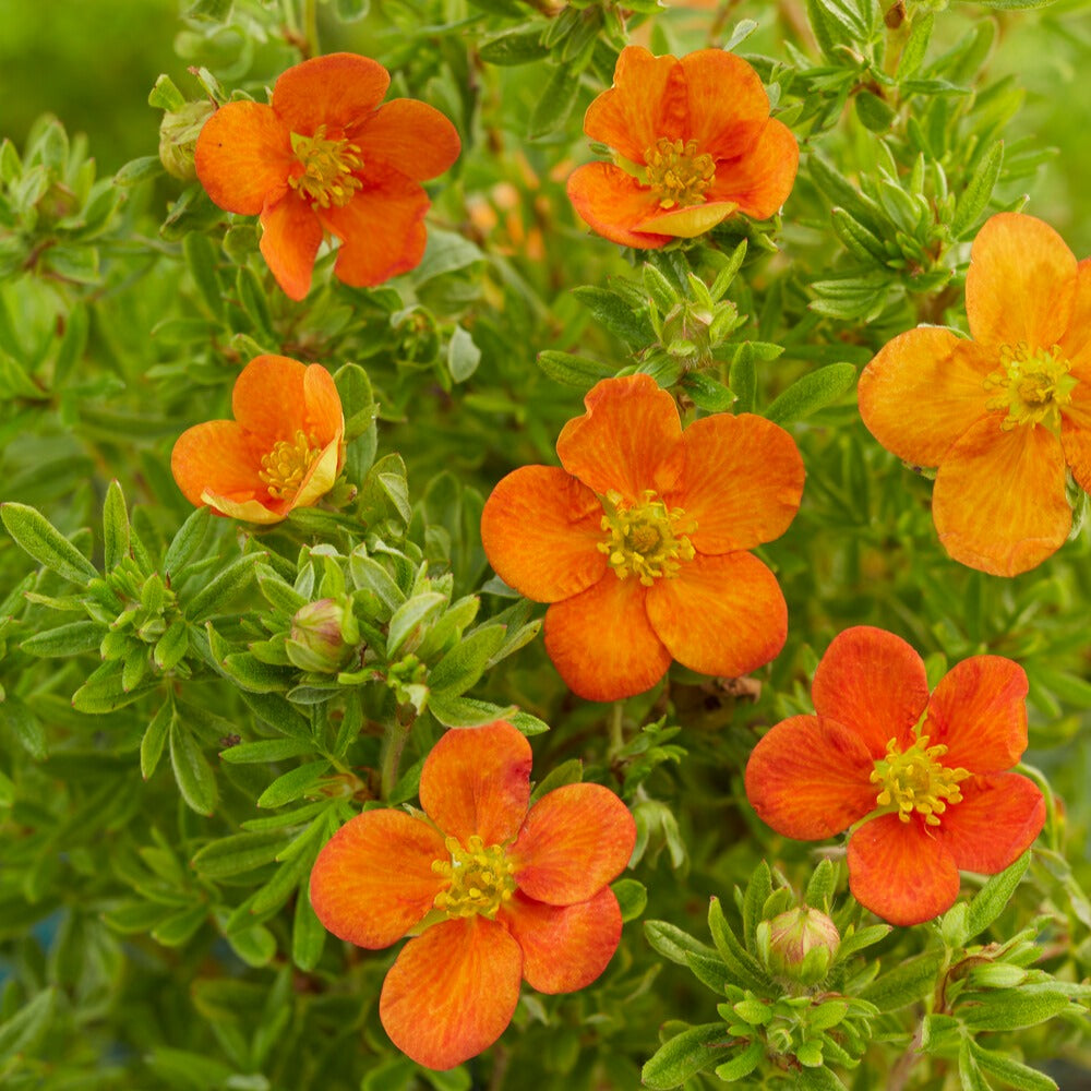 Fingerstrauch Bella Sol® - Potentilla fruticosa Bella Sol® - Willemse
