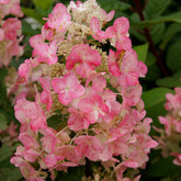 Rispenhortensie Magical ® Fire