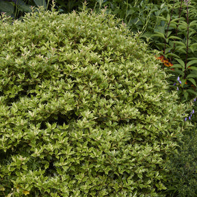 Osmanthus 'Goshiki' (buntlaubig) - Willemse