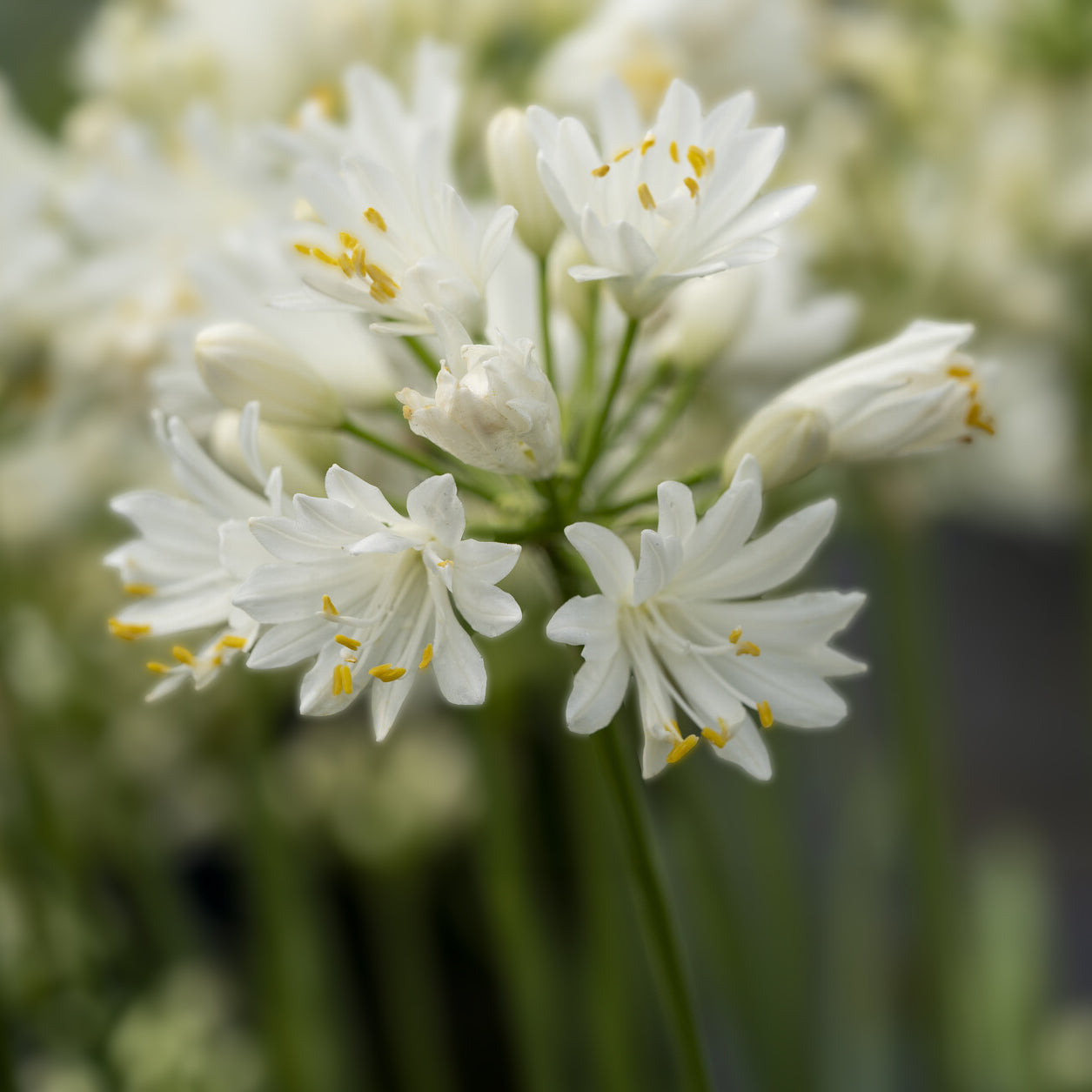 Schmucklilie ‘Double Diamond’ - Willemse