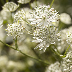 Sterndolde ‘Star of Billion’ - Astrantia major Star of Billion - Willemse